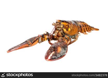 Nice piece of lobster isolated on white background