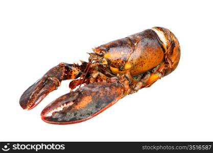 Nice piece of lobster isolated on white background
