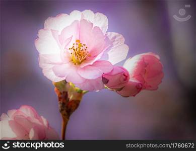 Nice pink Cherry Blossom flowers (Sakura) under the warm spring sun