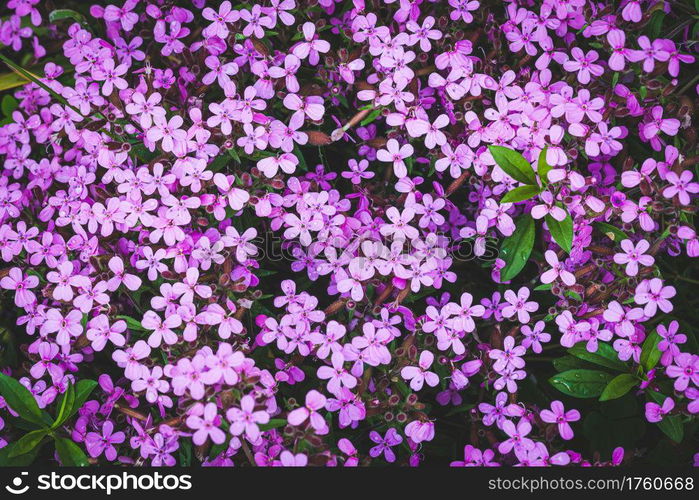 Nice pink Gypsophila pad in the shadow