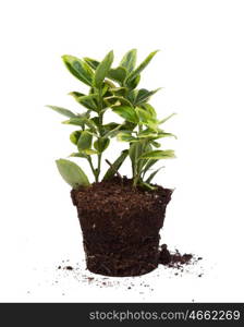 Nice plant without pot isolated on a white background