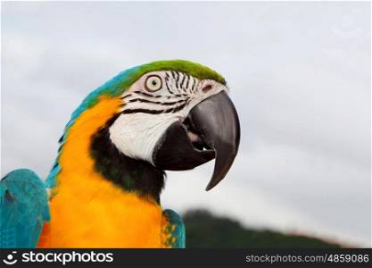 Nice portrait of a parrot with blue and yellow feathers