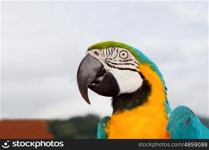 Nice portrait of a parrot with blue and yellow feathers
