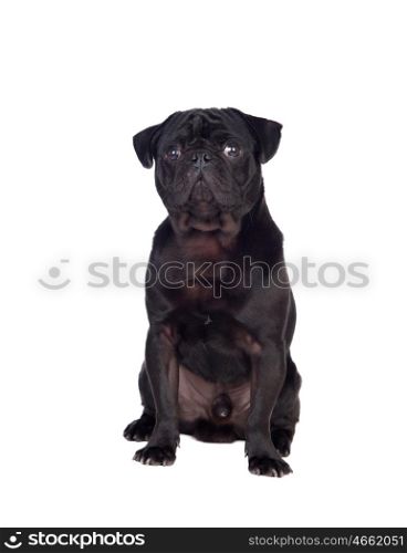 Nice pug carlino dog with black hair isolated on white background