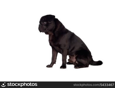 Nice pug carlino dog with black hair isolated on white background