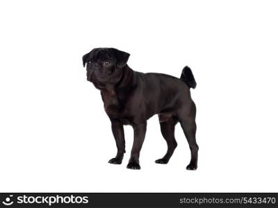 Nice pug carlino dog with black hair isolated on white background