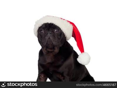 Nice pug carlino dog with Christmas hat isolated on white background