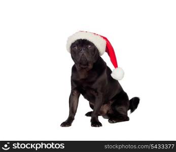 Nice pug carlino dog with Christmas hat isolated on white background