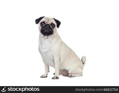 Nice pug carlino dog with white hair isolated