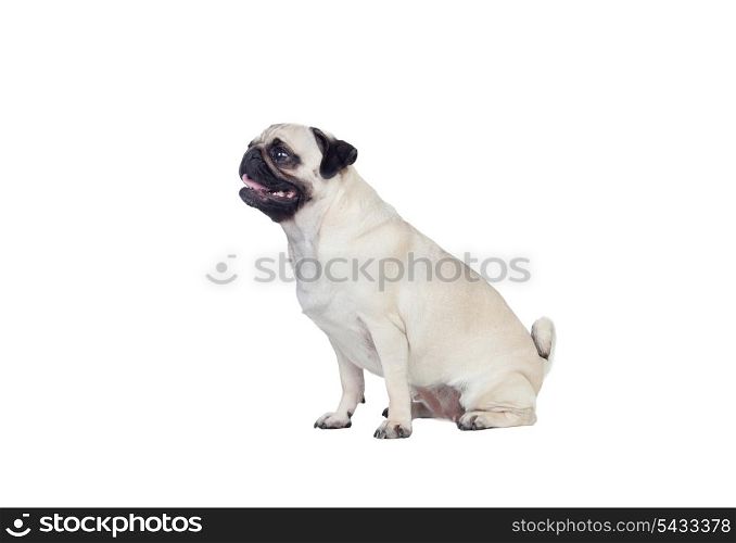 Nice pug carlino dog with white hair isolated