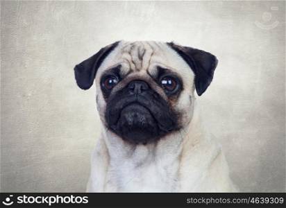 Nice pug carlino dog with white hair on a gray background