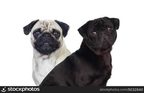 Nice pug carlino dogs white and black isolated on a white background