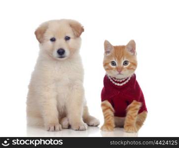 Nice puppy and kitten together isolated on white background