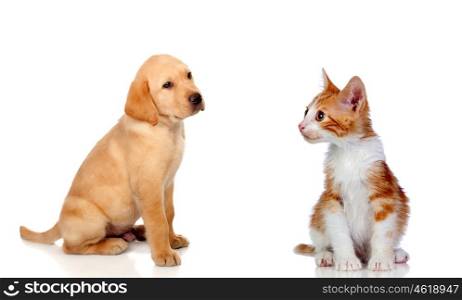 Nice puppy and kitten together isolated on white background