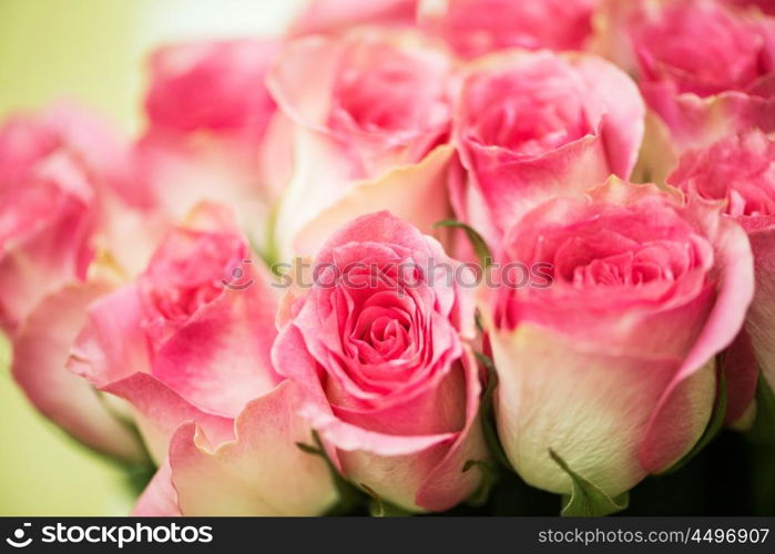 Nice roses in celebration concept