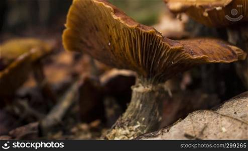 Nice shape mushroom closeup in forest