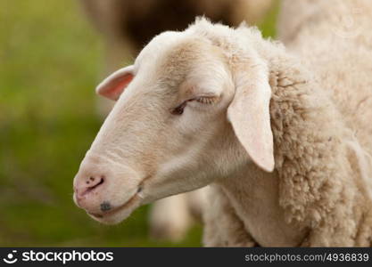 Nice sheep grazing in the meadow with green grass