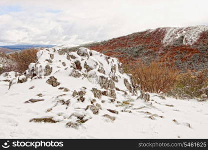 Nice snowy forest with a cloudy sky