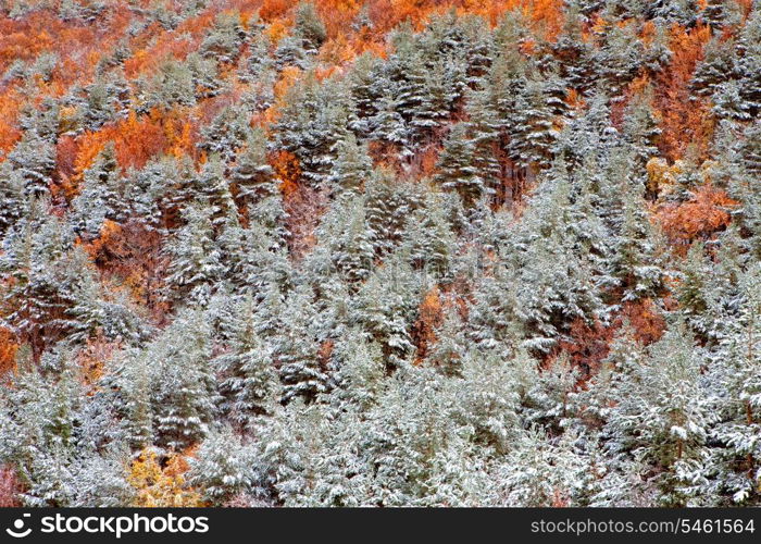 Nice snowy forest with chestnut and pine