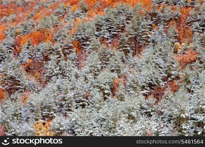 Nice snowy forest with chestnut and pine
