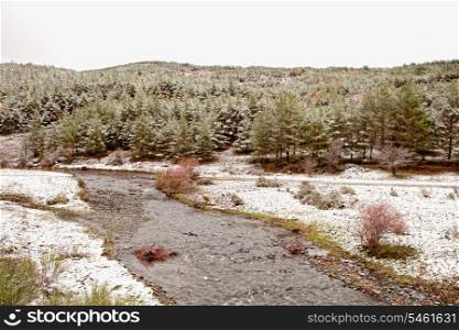Nice snowy pine forest with a river
