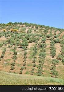 Nice spanish landscape with young olive trees at spring