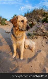 Nice specimen of dog of the race Golden Retriever. Golden Retriever