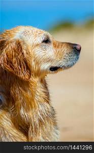 Nice specimen of dog of the race Golden Retriever. Golden Retriever