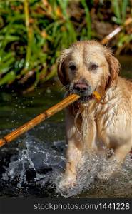 Nice specimen of dog of the race Golden Retriever playing on the river Majaceite on El Bosque, Cadiz. Golden Retriever