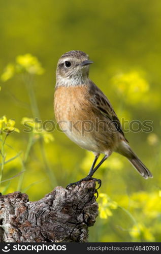 Nice specimen of female Stonechat with flowered background