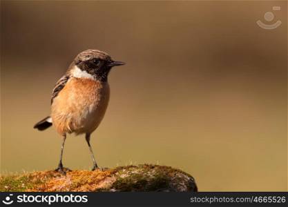 Nice specimen of male Stonechat perched on a rock filled with moss