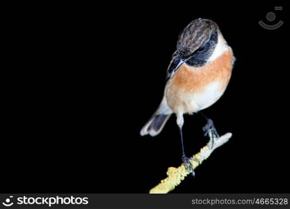 Nice specimen of male Stonechat with black background