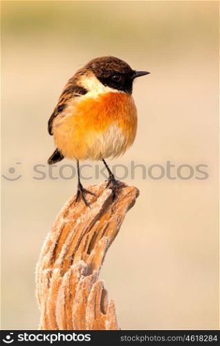 Nice specimen of male Stonechat with flowered background