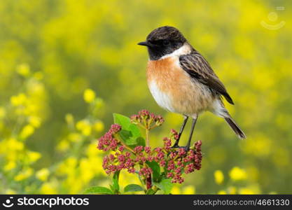 Nice specimen of male Stonechat with flowered background