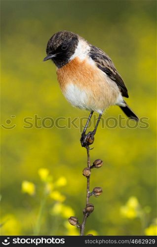 Nice specimen of male Stonechat with flowered background