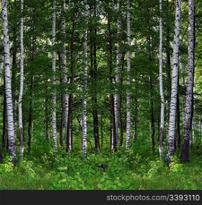 nice summer birch forest landscape in Russia