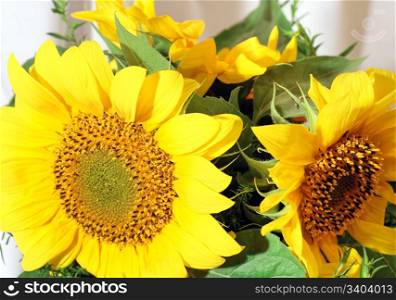 Nice sunflower summer bouquet fragment