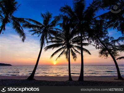 Nice sunset. Tropical sunset, palm trees