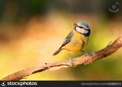 Nice tit with blue head perched on a branch