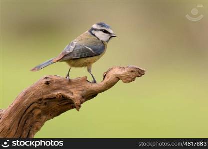 Nice tit with blue head perched on a branch looking up