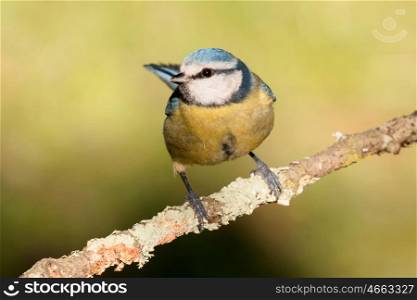 Nice tit with blue head perched on a branch looking up