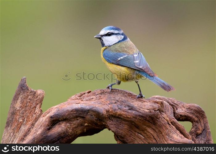 Nice tit with blue head perched on a log