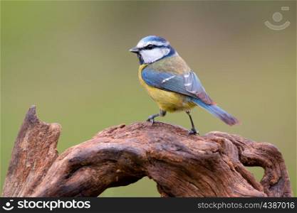 Nice tit with blue head perched on a log