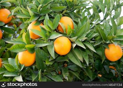 Nice tree with many juicy fresh oranges,&#xA;