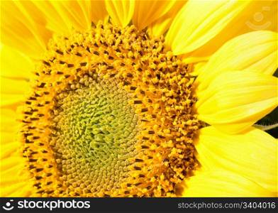 Nice yellow sunflower fragment macro (nature background). Three shots composite photo with considerable depth of sharpness.