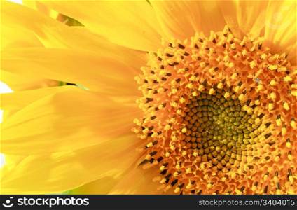 Nice yellow sunflower fragment (nature background). Composite macro photo with considerable depth of sharpness.