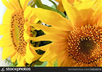 Nice yellow sunflower summer bouquet fragment. Composite macro photo with considerable depth of sharpness.