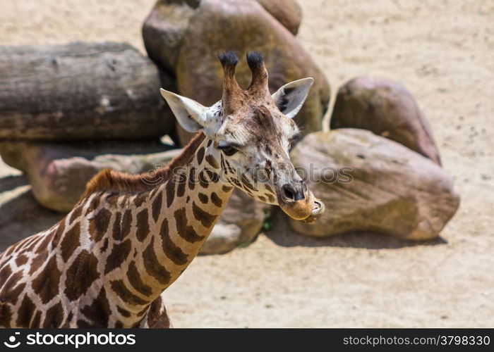 nice young giraffe