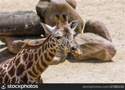 nice young giraffe