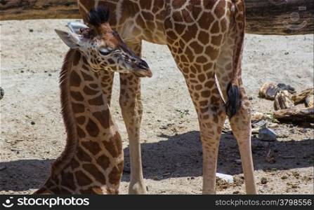 nice young giraffe